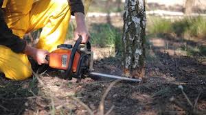 Best Root Management and Removal  in Woodville, CA