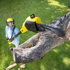 Best Tree Health Inspection  in Woodville, CA