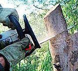 Best Fruit Tree Pruning  in Woodville, CA