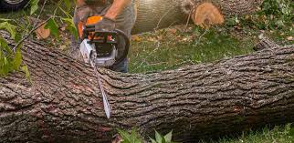 Best Lawn Maintenance Plans  in Woodville, CA