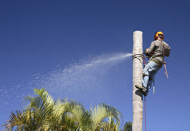 Best Grass Overseeding  in Woodville, CA
