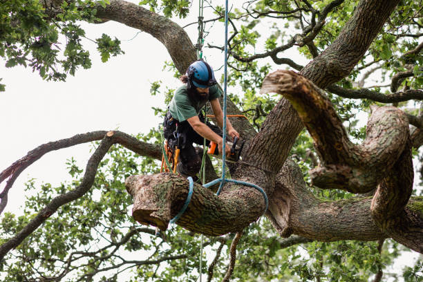 Best Leaf Removal  in Woodville, CA