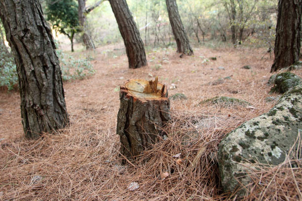 Best Tree Trimming and Pruning  in Woodville, CA