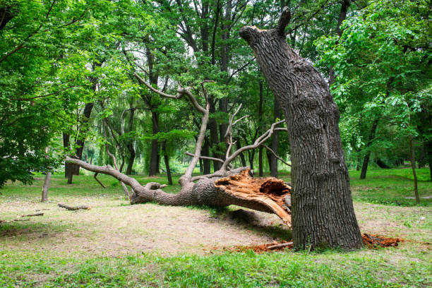 Best Tree Maintenance Programs  in Woodville, CA