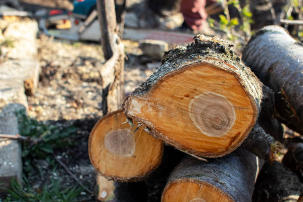Best Seasonal Cleanup (Spring/Fall)  in Woodville, CA