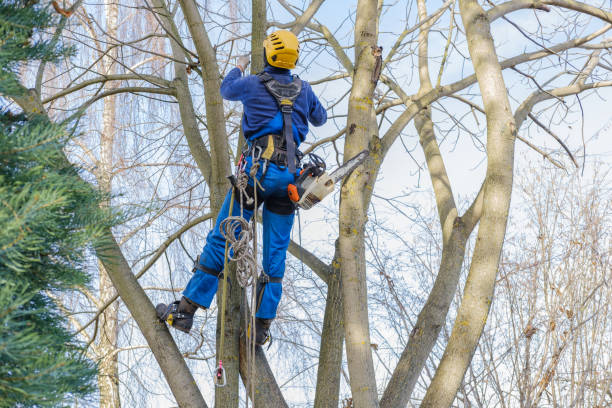 How Our Tree Care Process Works  in  Woodville, CA
