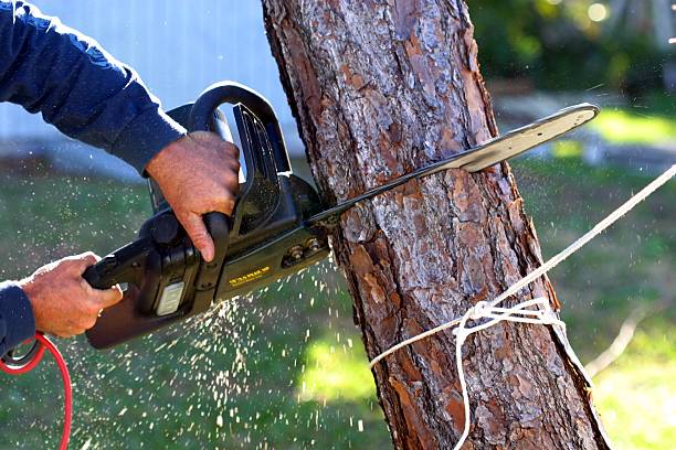 Best Lawn Pest Prevention  in Woodville, CA