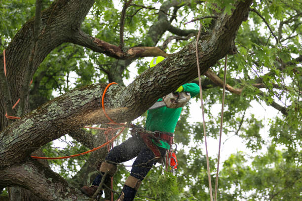 Best Utility Line Clearance  in Woodville, CA