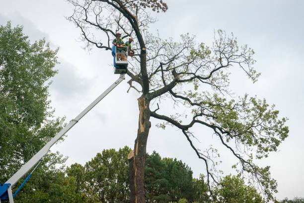 Best Hedge Trimming  in Woodville, CA