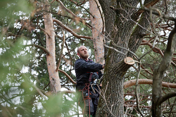 Professional Tree Care in Woodville, CA