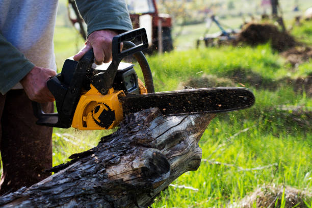 Best Tree Removal  in Woodville, CA