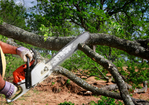 Best Arborist Consultation Services  in Woodville, CA