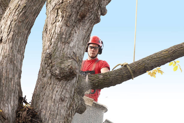 Best Pest Control for Lawns  in Woodville, CA